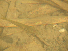 Rasbora
