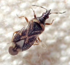 Anthocoris