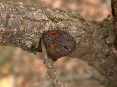 Andricus conificus