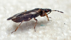 Anthocoris