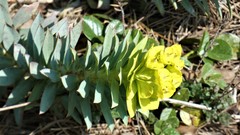 Euphorbia rigida