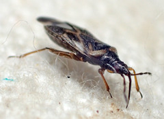 Anthocoris
