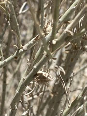 Rhopalomyia utahensis