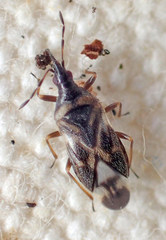 Anthocoris