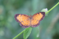 Mazia amazonica