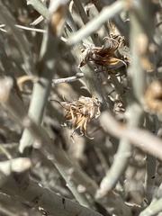 Rhopalomyia ericameriae