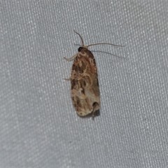 Phaecasiophora confixana