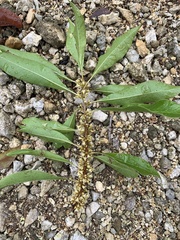 Sideroxylon salicifolium
