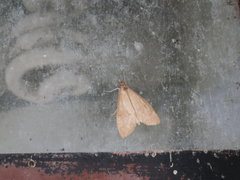 Uresiphita reversalis