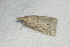 Eudonia pallida