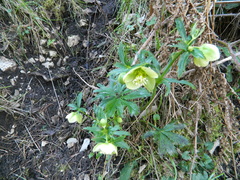 Helleborus viridis