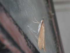 Uresiphita reversalis