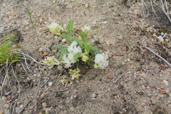 Astragalus parryi