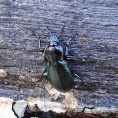 Carabus nemoralis prasinotinctus
