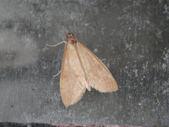 Uresiphita reversalis