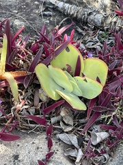Kalanchoe luciae