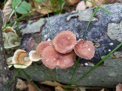 Collybiopsis dichroa