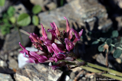 Astragalus spruneri