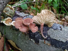 Collybiopsis dichroa