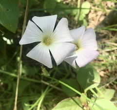 Oxalis floribunda