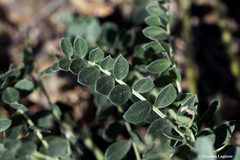 Astragalus spruneri