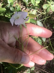 Oxalis floribunda