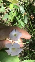 Oxalis floribunda