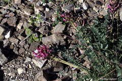 Astragalus spruneri