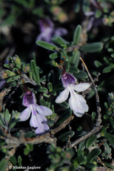 Teucrium brevifolium