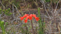 Cyrtanthus staadensis