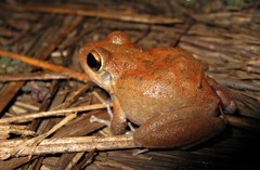 Pristimantis fenestratus