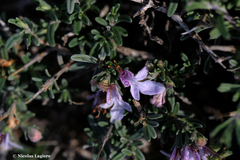 Teucrium brevifolium