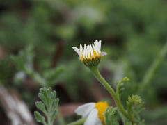 Anthemis tomentosa