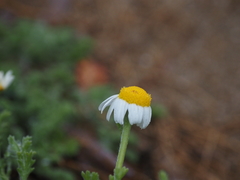 Anthemis tomentosa