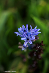 Bellevalia hyacinthoides
