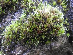 Anomobryum julaceum