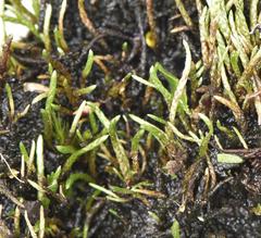 Anomobryum julaceum