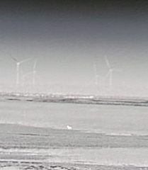 Hydropotes inermis inermis