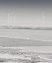 Hydropotes inermis inermis