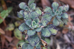 Echeveria chapalensis