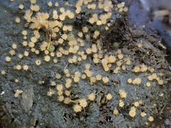 Lasiobolus macrotrichus