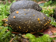 Lasiobolus macrotrichus