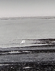 Hydropotes inermis inermis