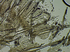 Lasiobolus macrotrichus