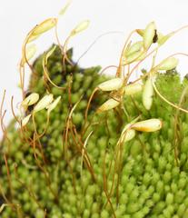Imbribryum