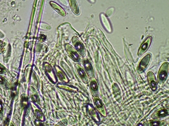 Lasiobolus macrotrichus