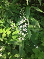 Iodanthus pinnatifidus