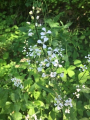 Iodanthus pinnatifidus