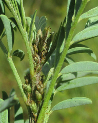 Indigofera cryptantha image