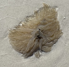 Loliginidae